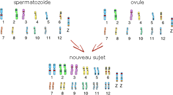 chromosome3.gif