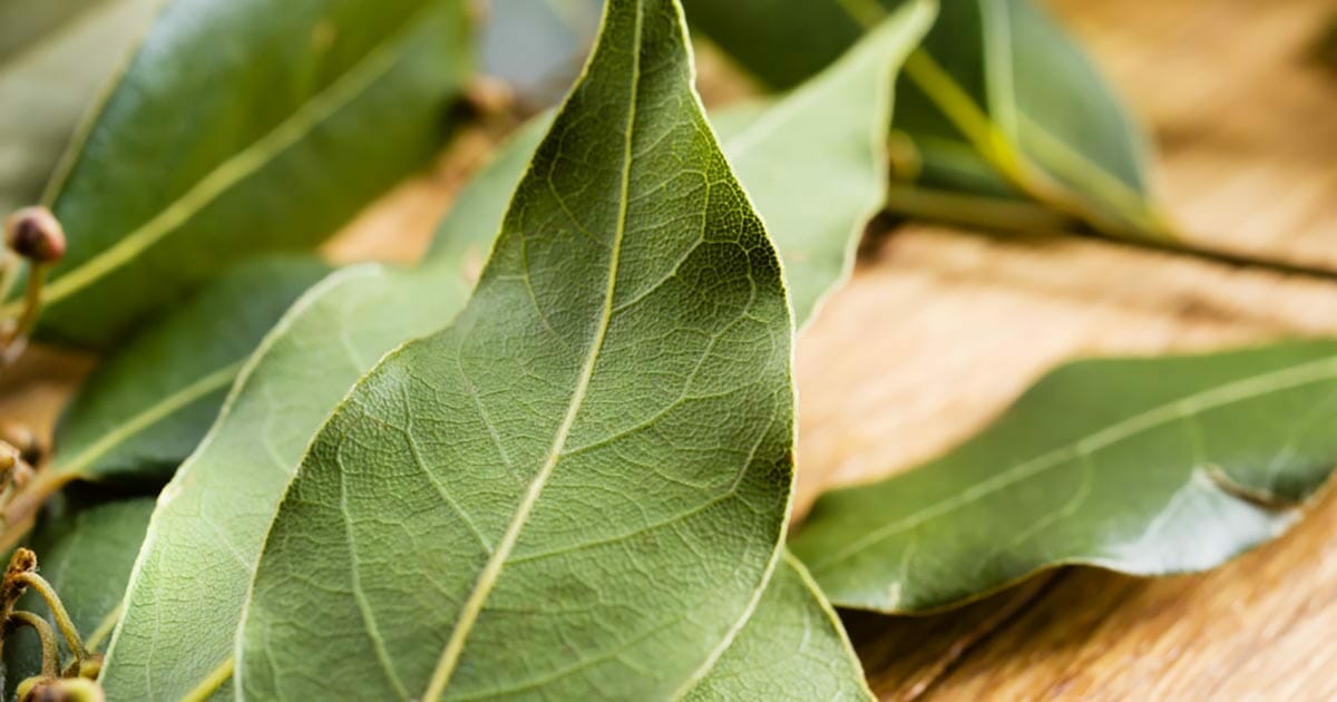 bay-leaf-2.jpg