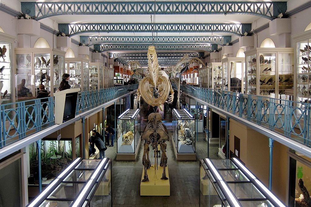 natural-history-museum-lille.jpg