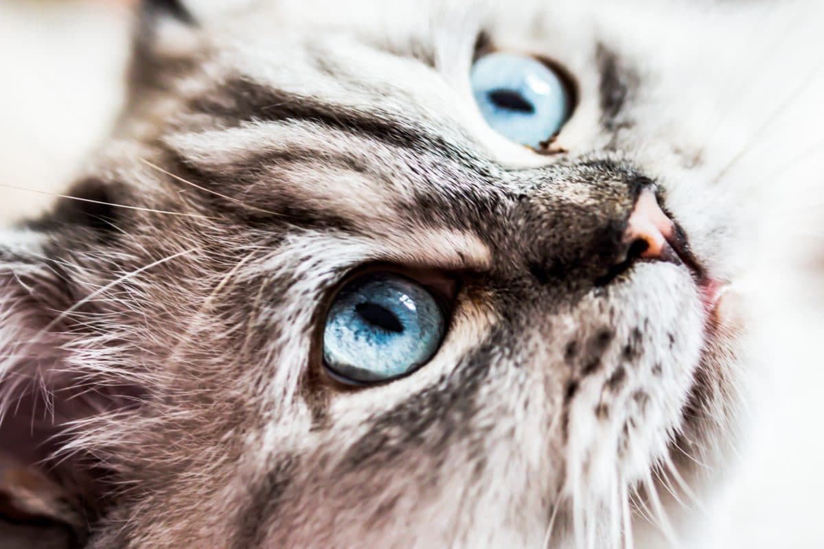 photography-cat-mammal-blue-eye-close-up-nose-556991-pxhere.com_.jpg