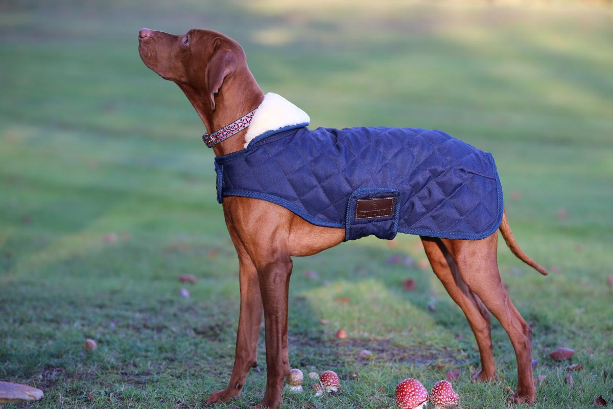 manteau-pour-chien1.jpg