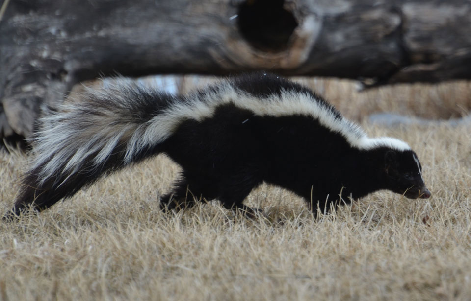 Striped-Skunk.jpg