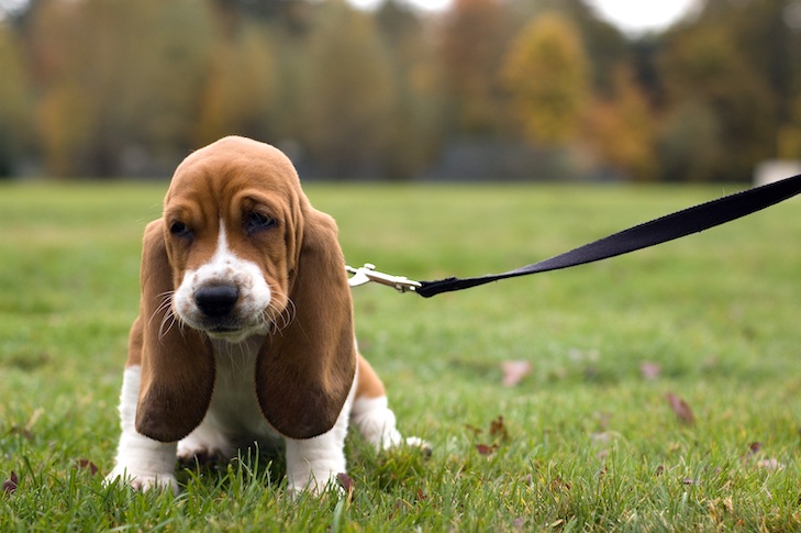 Basset-Hound_Puppy_Leash.jpg