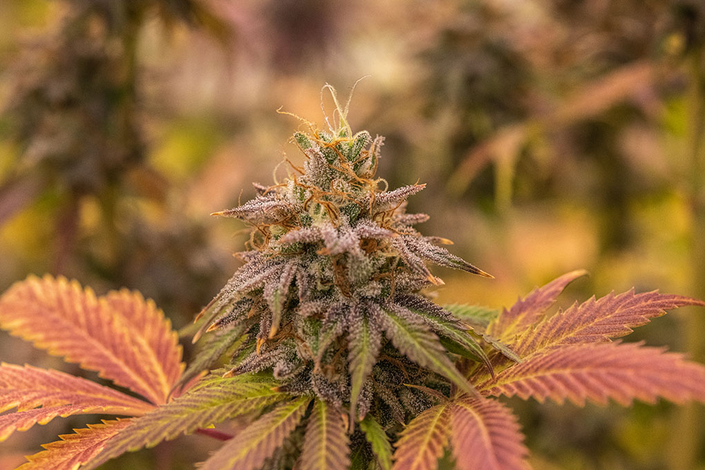 cannabidiol.jpg
