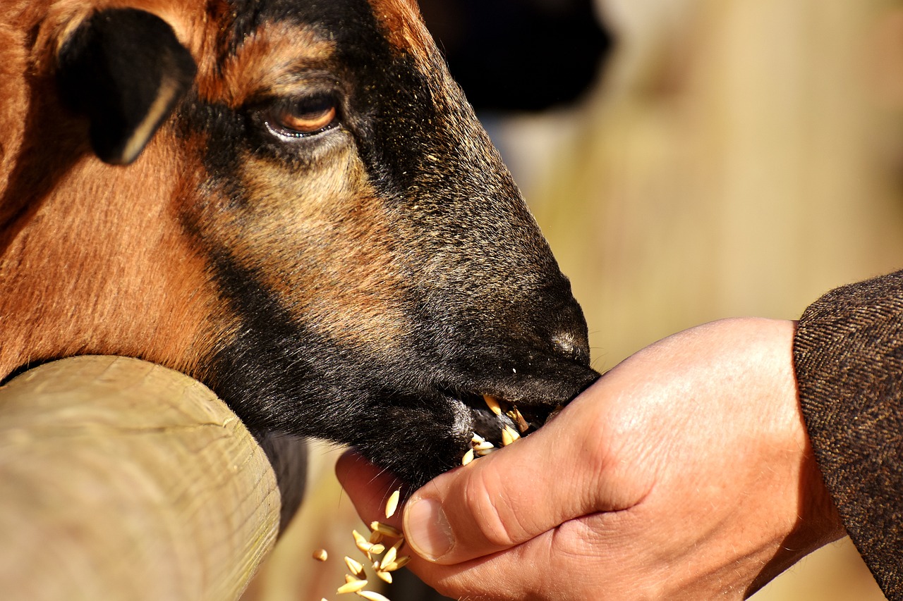 aliment-mouton.jpg