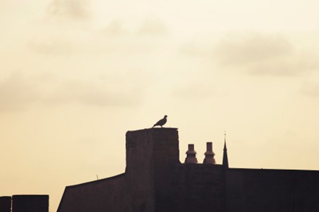 Image14.jpg