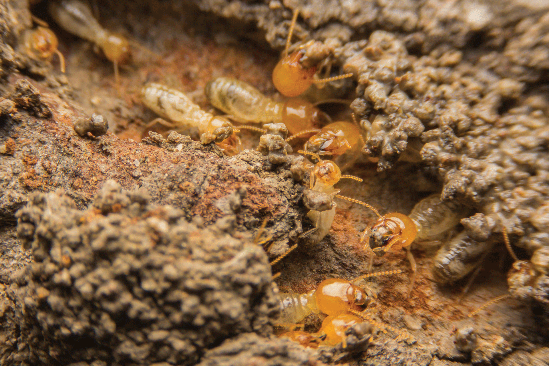 comment-se-debarasser-des-termites.png