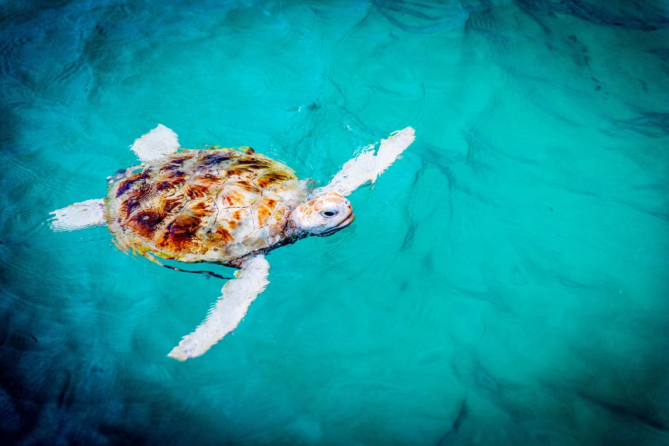 Que-symbolisent-les-tortues-marines-dans-la-culture-maya.jpg