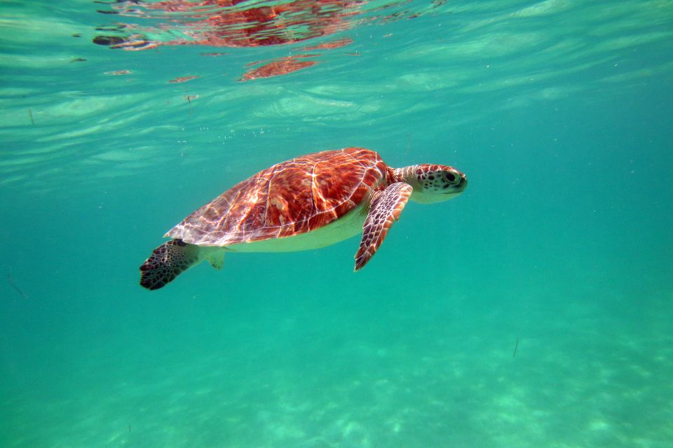 Quelles-sont-les-espèces-de-tortues-qui-vivent-à-Akumal-_.jpg