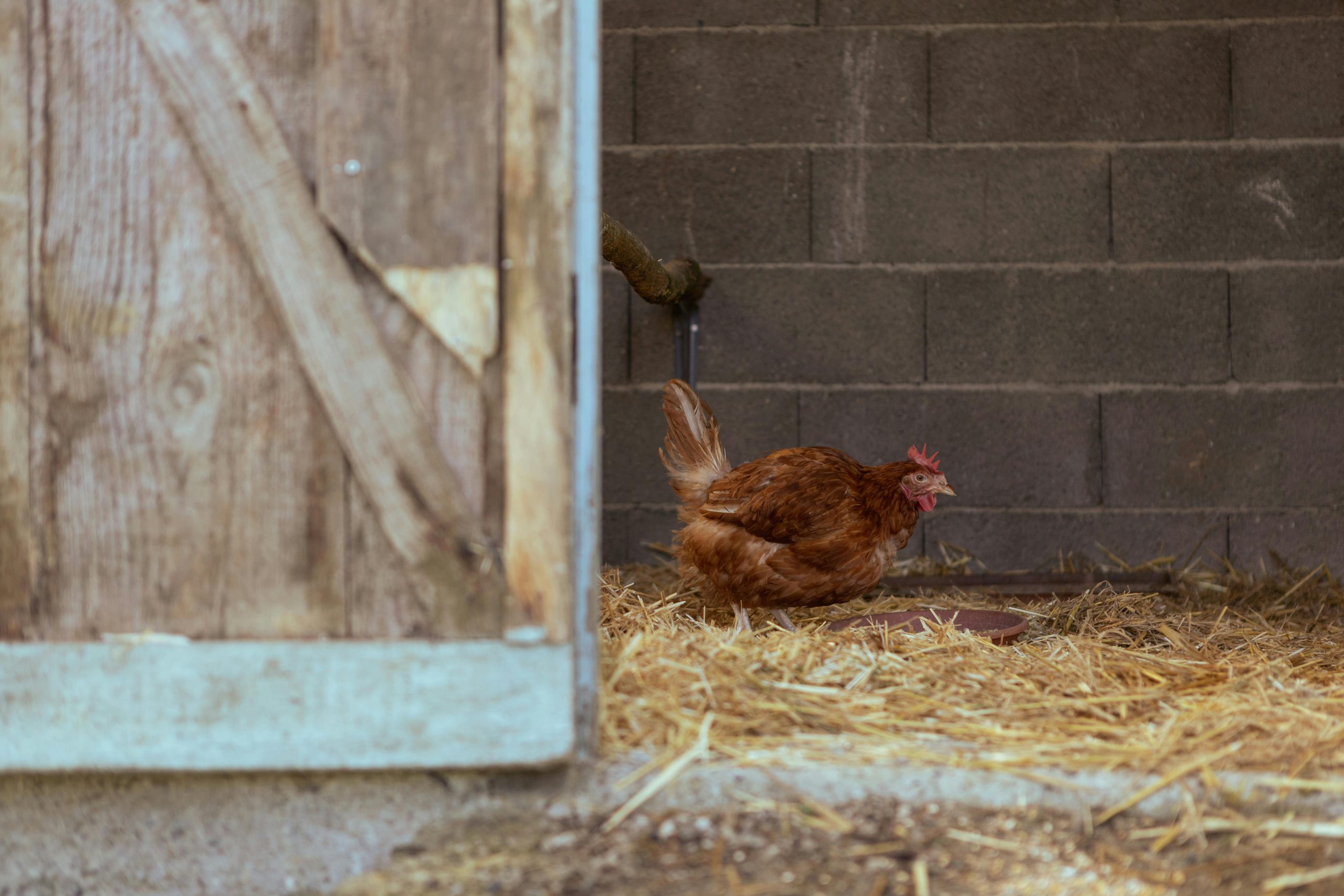 Les-differents-types-dabreuvoirs-pour-poules-scaled.jpg