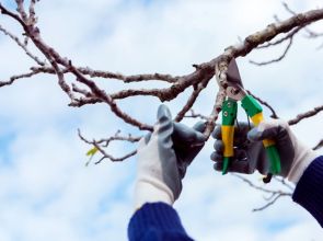 L’élagage : pourquoi est-il essentiel pour vos arbres ?