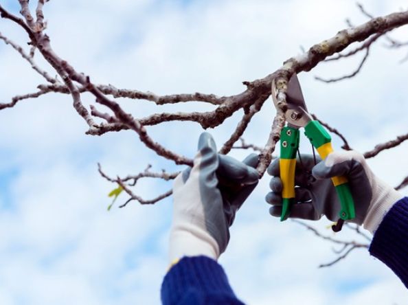 L’élagage : pourquoi est-il essentiel pour vos arbres ?