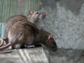 Les initiatives citoyennes et associatives pour lutter contre les rats et les souris￼