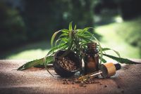 Pourquoi-les-fleurs-de-CBD-sont-elles-consommees-2.jpg