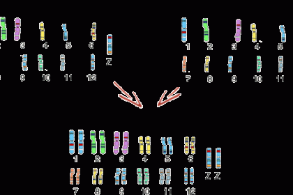 chromosome3.gif