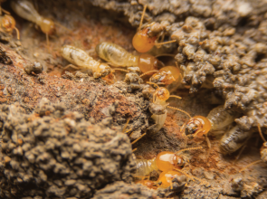 Les termites : un fléau silencieux pour les habitations