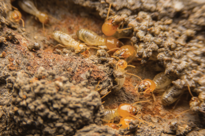 comment-se-debarasser-des-termites.png