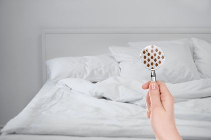 punaise-de-lit.jpg